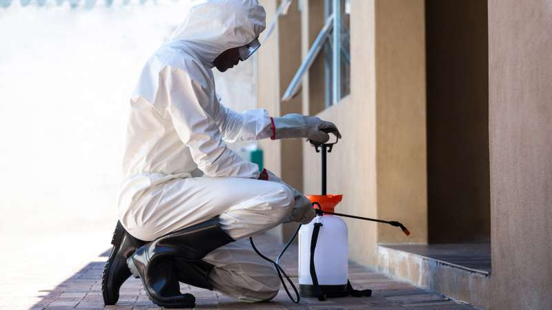 Heat Treatment for Bed Bugs